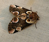 Peach Blossom Moth