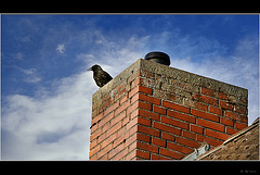 Der Wächter (on the roof)