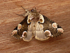 Peach Blossom Moth