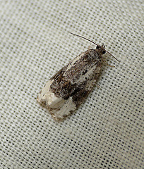 Apotomis turbidana Moth