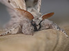 Pale Tussock Moth Face