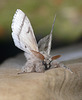 Pale Tussock Moth