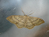 Riband Wave Moth