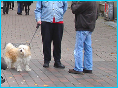 B- YOUNG elder Swedish men duo and dog  -- Helsingborg / Sweden 22-10-2008- Toutou en vedette /  Spotlight turned on our dog friend !