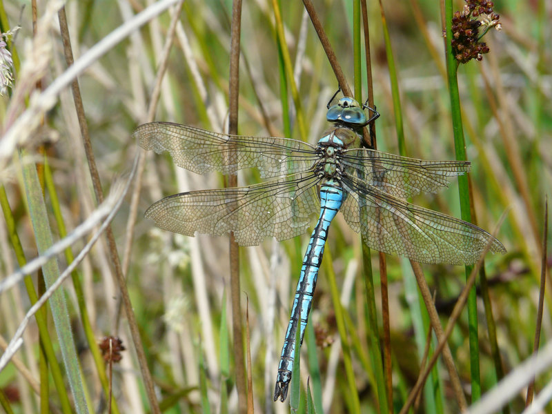 Emperor Dragonfly -Male Top