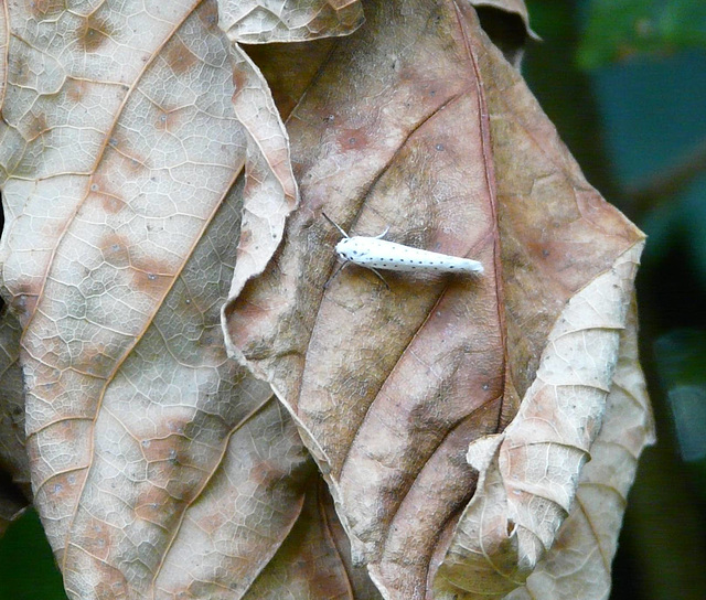 Bird-Cherry Ermine Moth