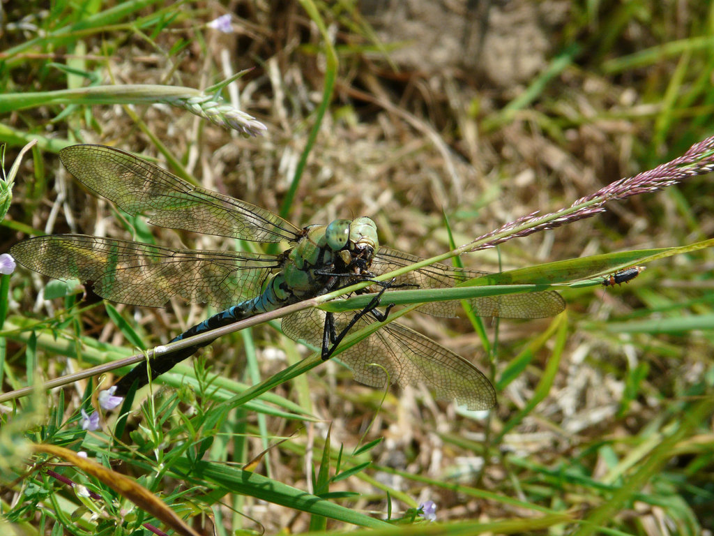 Emperor Dragonfly -Male with Lunch 2
