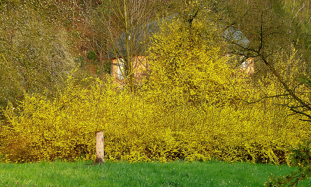 Frühlingsimpressionen mit Forsytien