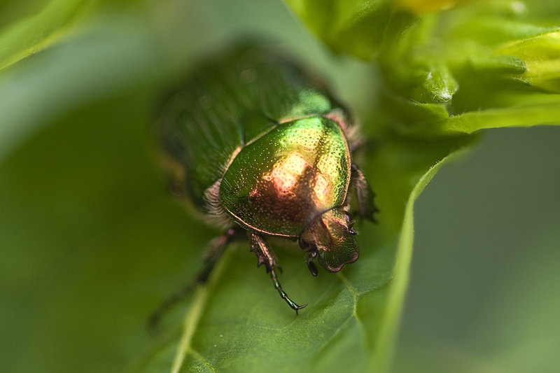 Cetonia aurata