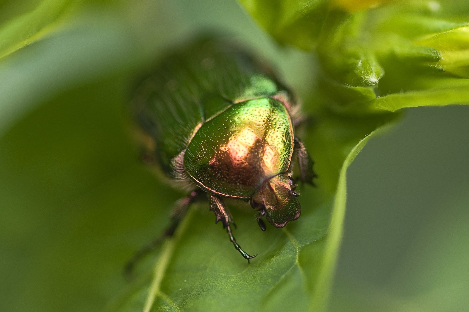 Cetonia aurata