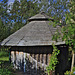 Weathered larch and Willows - May