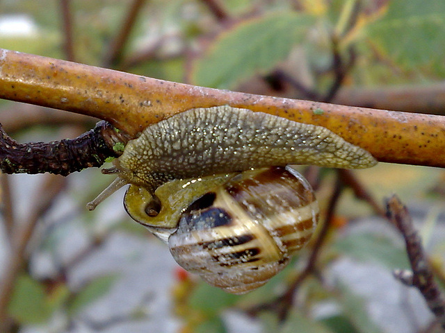 Morning snail