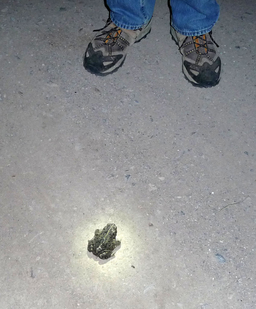 Frog at Furnace Creek Ranch (3396)