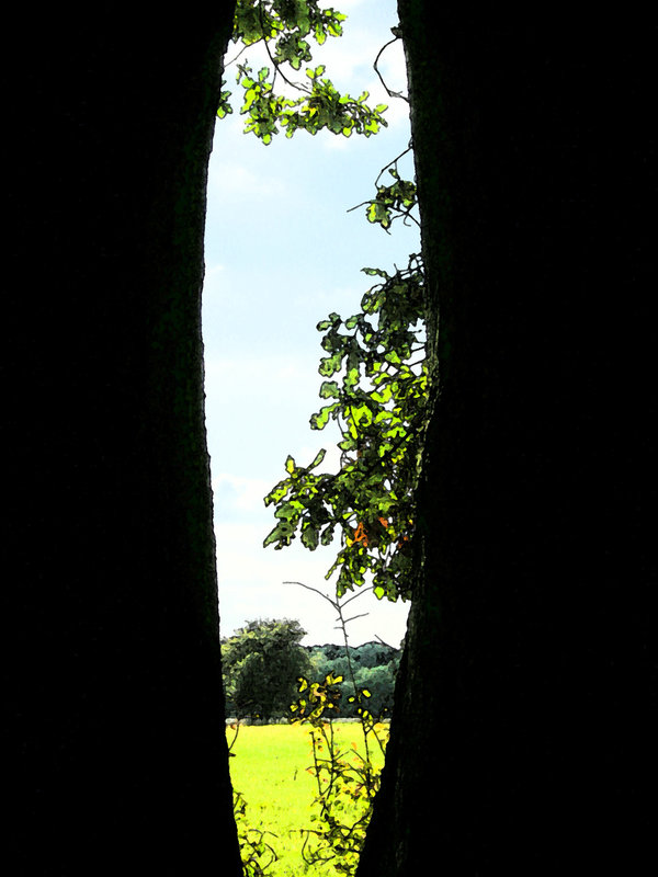 Fenster im Baum