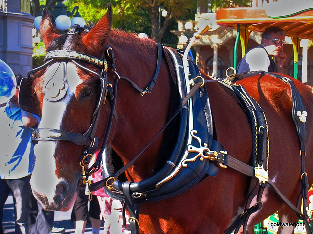 It's a horse's life at Disneyworld...Pseudo-HDR