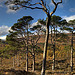 Autumn in Glen Affric - HDR