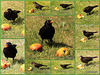 Sing a song of sixpence 4000052839 o