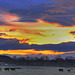 Time for the cows to come home - OTT HDR 3940603720 o