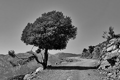 Lonesome Tree - 1