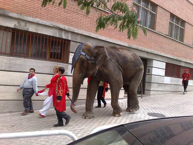 "Animal de compañía" por la acera en Pamplona.