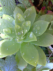 Gotas de agua sobre planta