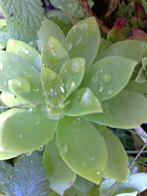 Gotas de agua sobre planta