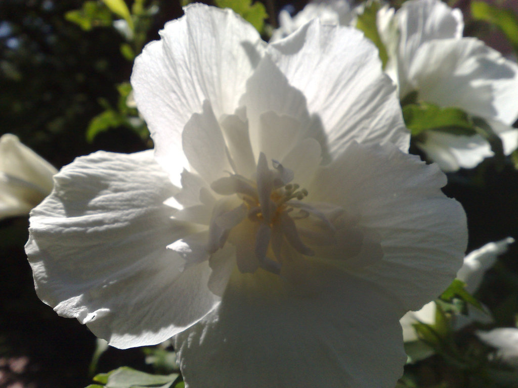 Flor de hibiscus