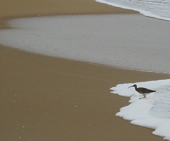 Bird in the foam