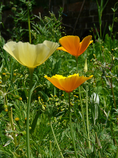 California Poppy