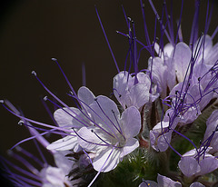 Lacy phacelia