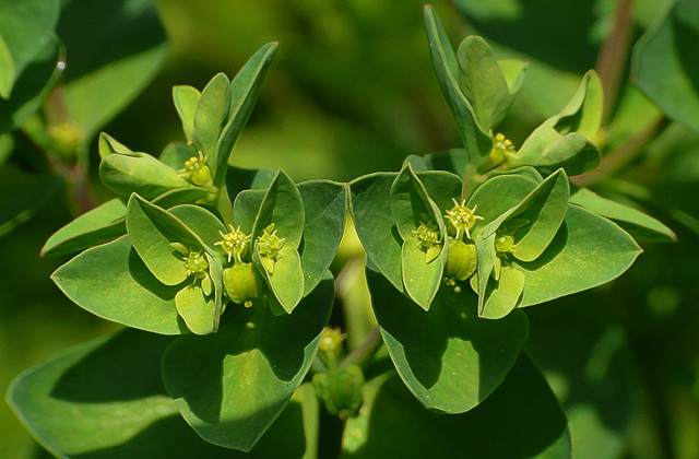 Sun Spurge