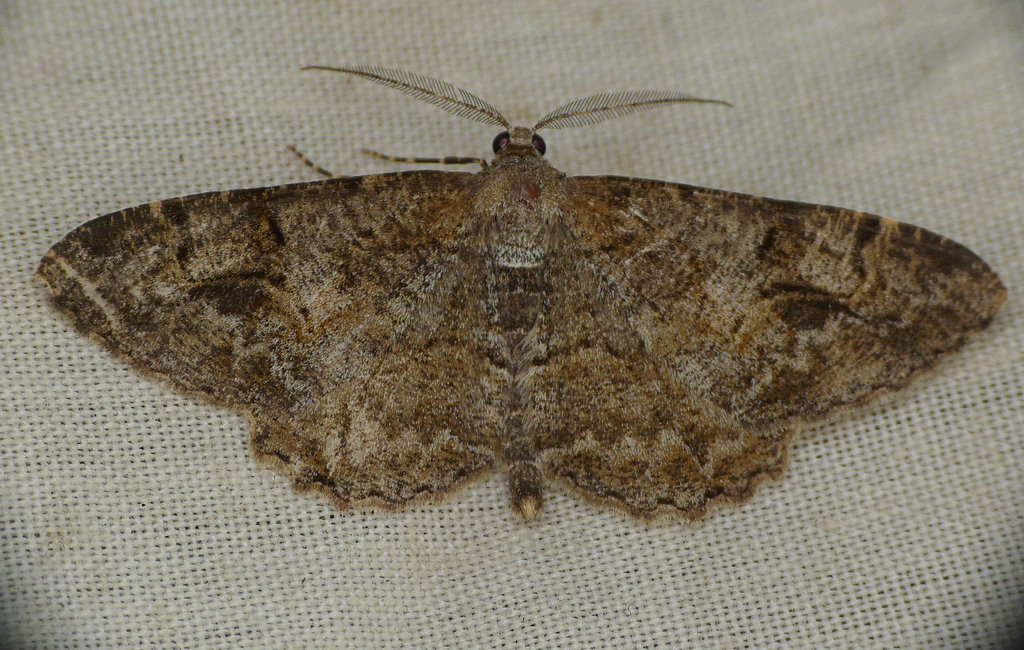 Mottled Beauty Moth