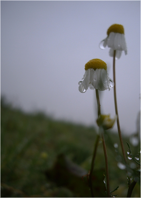 im Regen vor dem ersten Frost