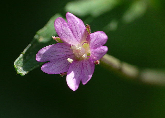 Hoary Willowherb