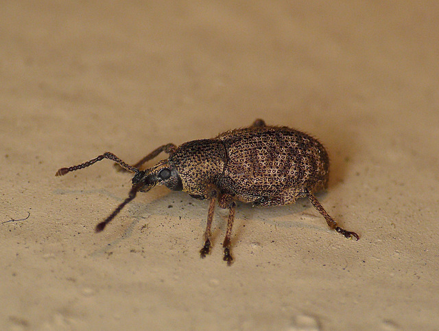 Weevil