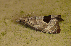 Bramble Shoot Moth