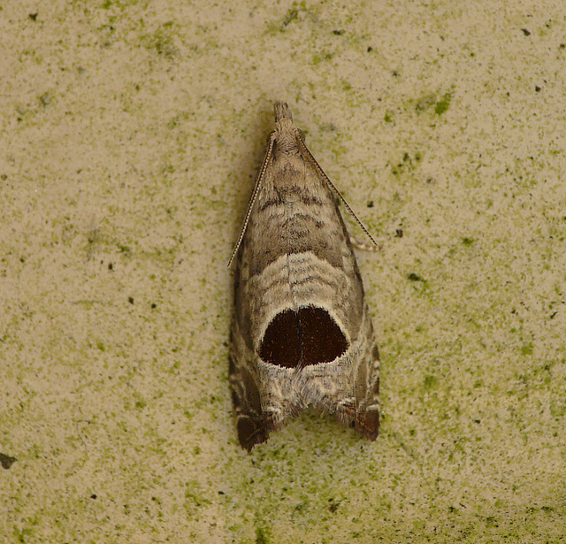 Bramble Shoot Moth