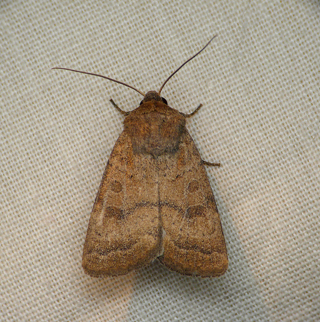 The Uncertain Moth