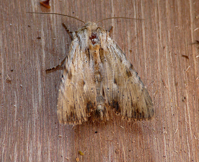 Light Arches Moth