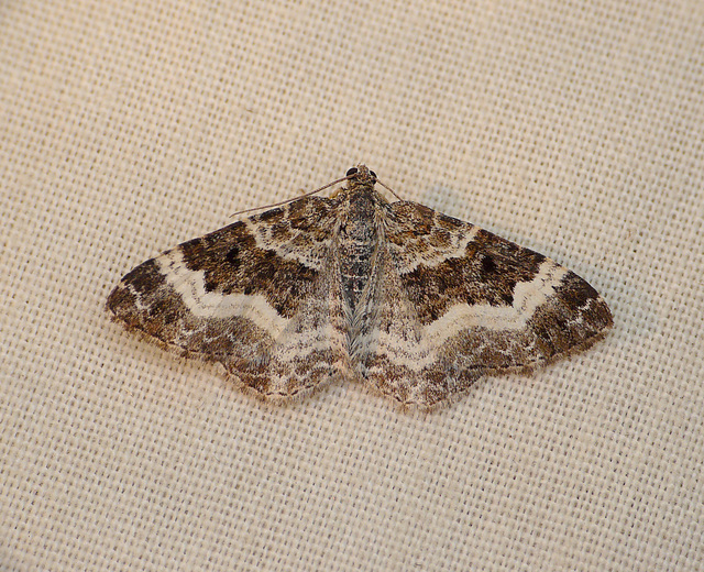 Common Carpet Moth