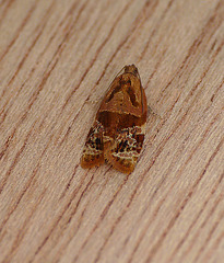 Variegated Golden Tortrix Moth