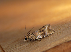 Celypha lacunana Moth