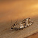 Celypha lacunana Moth