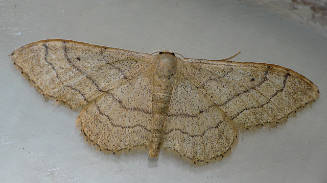 Riband Wave Moth