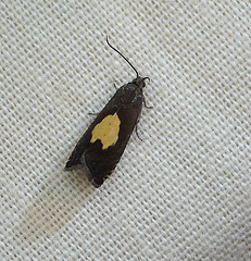 Pammene regiana Moth