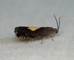 Pammene regiana Moth