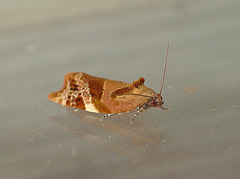 Variegated Golden Tortrix Moth