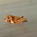 Variegated Golden Tortrix Moth