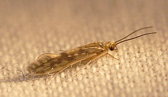 Caddisfly