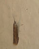Coleophora sp. Moth